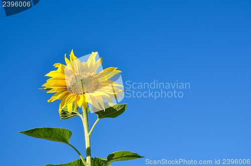 Image of Sunflower at blue sky