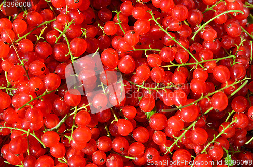 Image of Healthy red currants