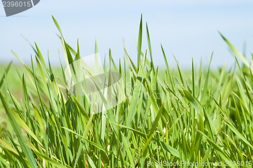 Image of green grass