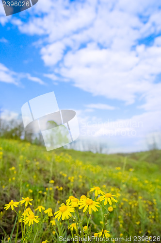 Image of flowers on green meadow