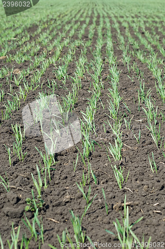 Image of spring field