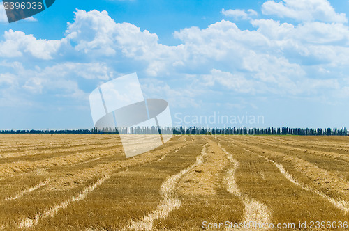 Image of summer field after harvesting