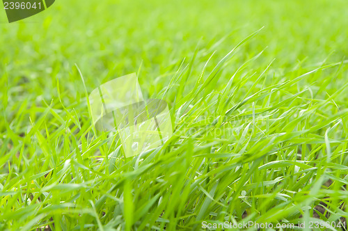 Image of green grass