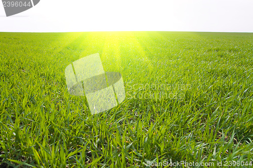 Image of grass and sun