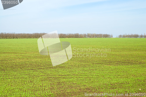 Image of green field