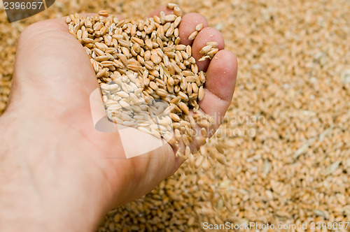 Image of grains of wheat are in a hand