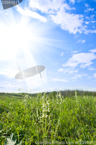 Image of green meadow and sunny