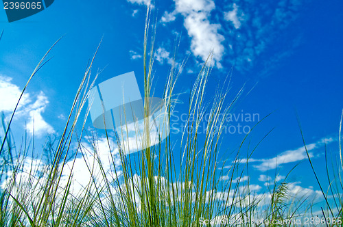 Image of grass on blue sky background