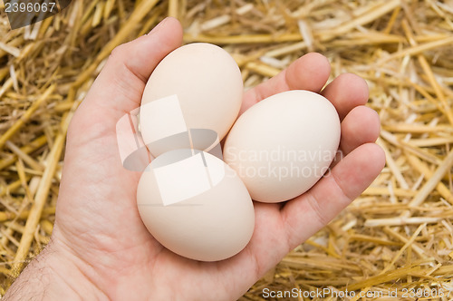 Image of eggs
