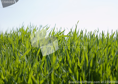 Image of green grass and sky