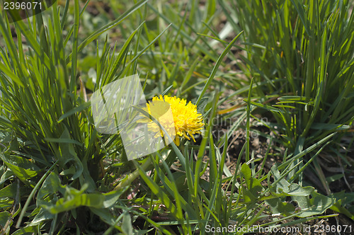 Image of dandelion in field