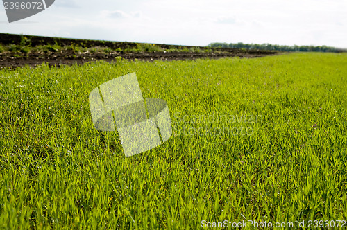 Image of view to green grass in field