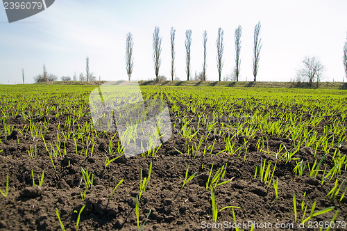 Image of spring field