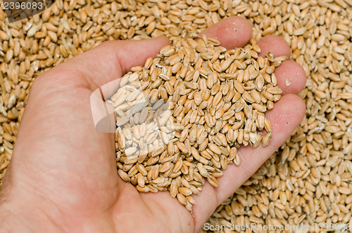 Image of hand with corn