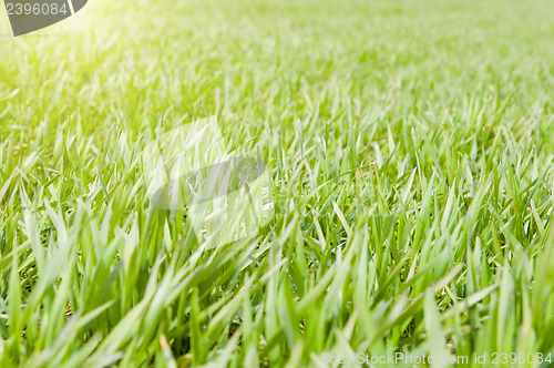 Image of sunny grreen grass