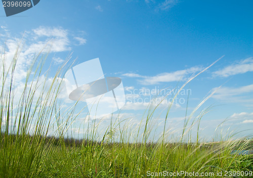 Image of Green grass and sky