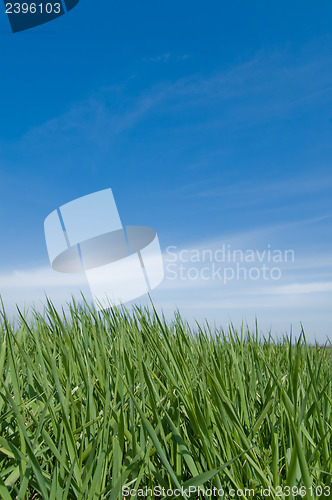 Image of green grass and sky