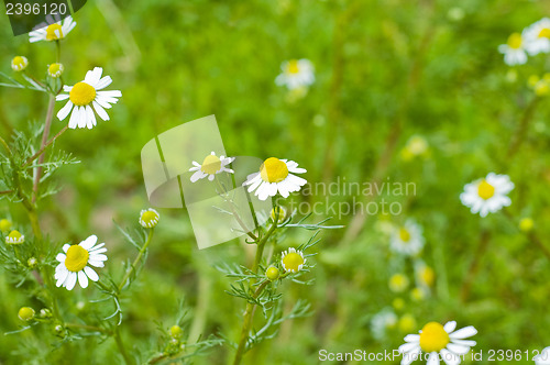 Image of chamomile
