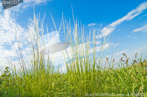 Image of Feather grass