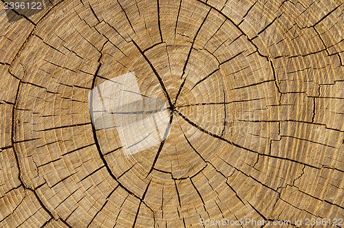 Image of cut of tree as textured background