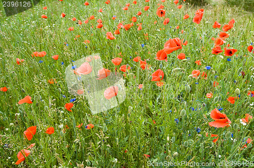 Image of meadow of poppies and cornflowers