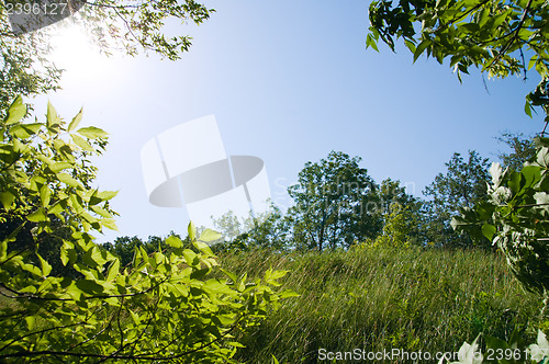 Image of natural frame with tree and meadow