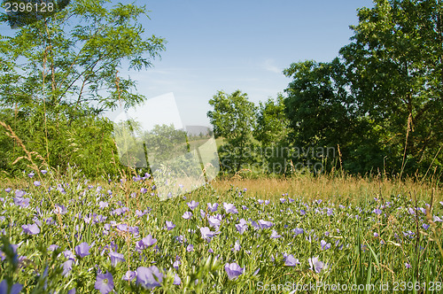 Image of magic meadow in nature