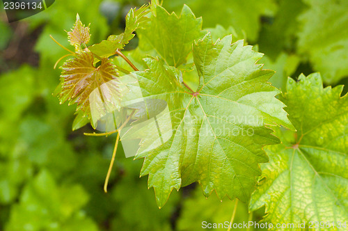 Image of young leaf on the bush of vine