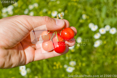Image of cherry berry