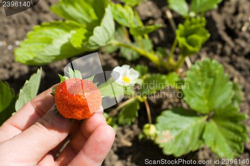 Image of strawberry in hand