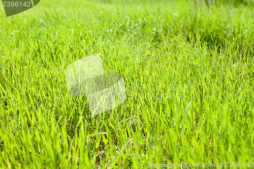Image of green grass