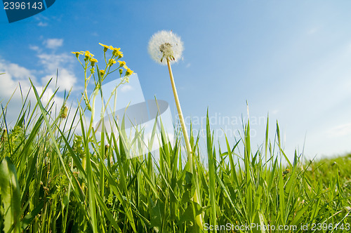 Image of old dandelion in green grass field and blue sky