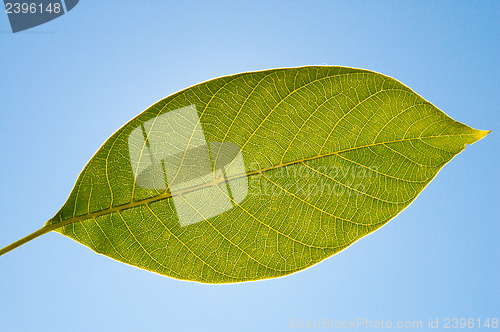 Image of green leaf of walnut