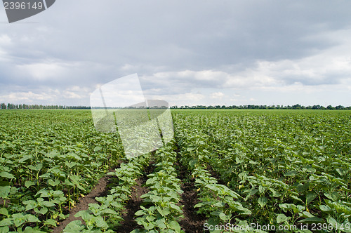 Image of field of green sunflowers