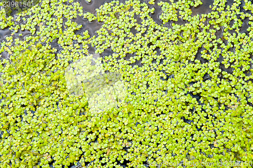 Image of green duckweed on water as background