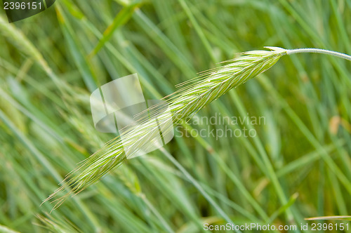 Image of one green ear of rye