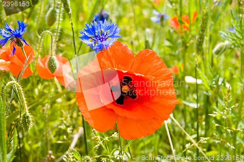 Image of red poppy and blue cornflowers in nature