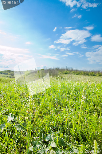 Image of good meadow