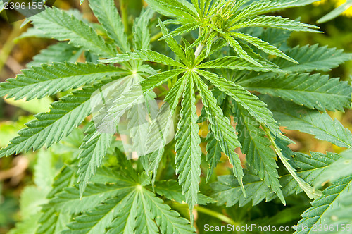 Image of bush of green hemp closeup