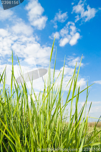 Image of grass and sky