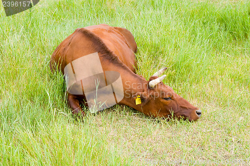 Image of a red steppe cow lies on a grass