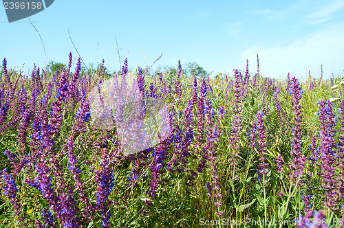 Image of colorful wild flowers