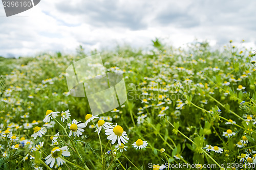 Image of chamomiles meadow