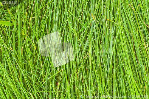 Image of green grass as background