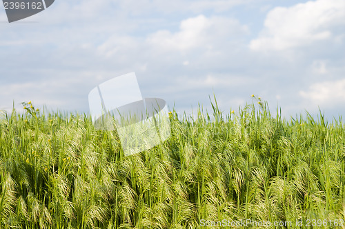 Image of green grass under blue sky with clouds