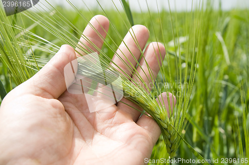 Image of hand with one green barley