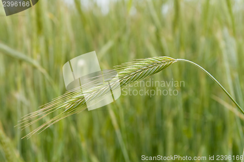 Image of one green ear of rye