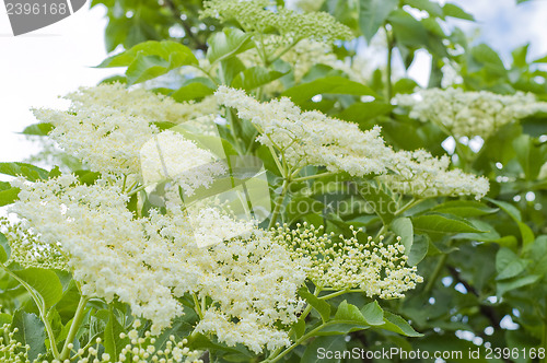 Image of sambucus