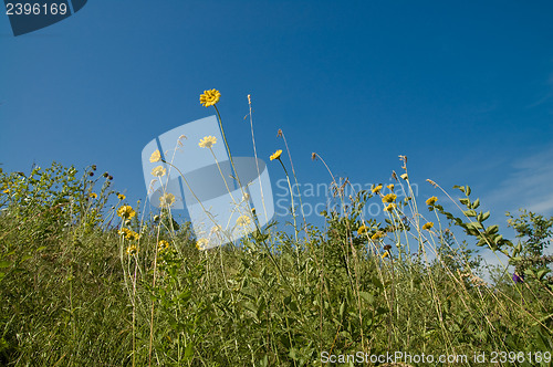Image of yellow flower on blue sky background
