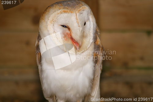 Image of Barn Owl